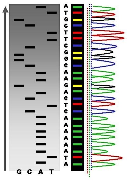 Evolution of the Genetic Code